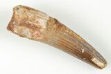 1.87" Spinosaurus Tooth - Real Dinosaur Tooth - #199861-1